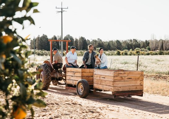 Glendale Citrus Hazelnut Orchard Tours, Sandigo in the Riverina